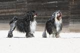 PETIT CHIEN LION 210